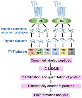 Comparative analysis of differentially abundant proteins between high and low intramuscular fat content groups in donkeys